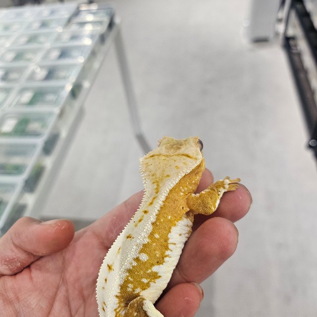 릴리화이트 크림