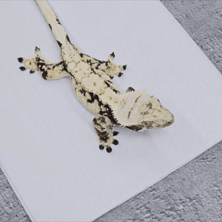 드리피 화이트스팟 화이트포트홀