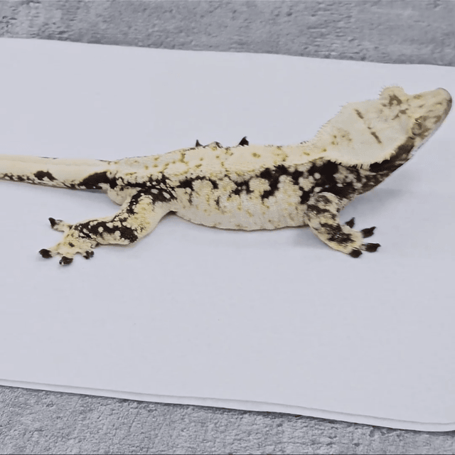 드리피 화이트스팟 화이트포트홀