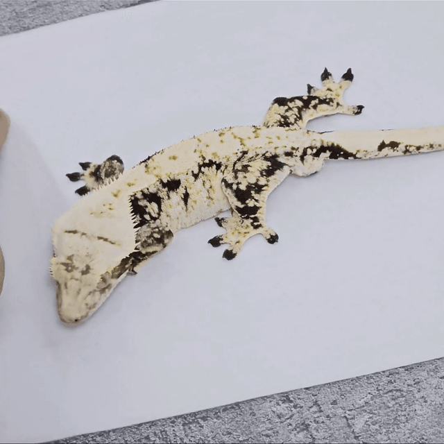 드리피 화이트스팟 화이트포트홀