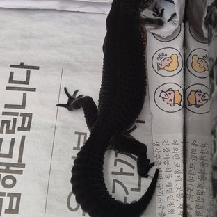 쿠로