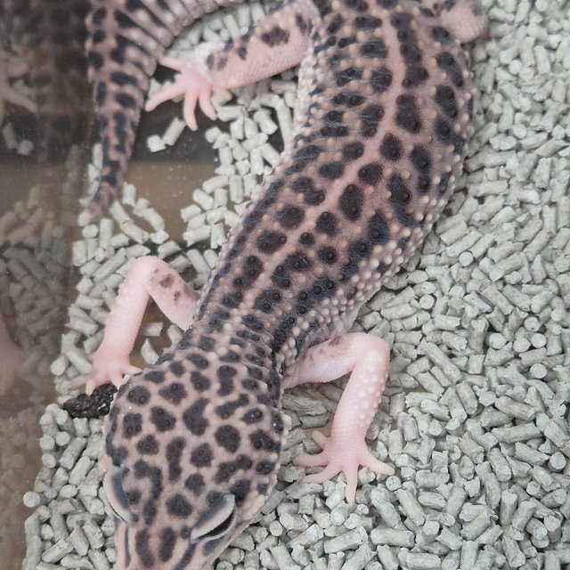 슈퍼스노우 블랙나이트