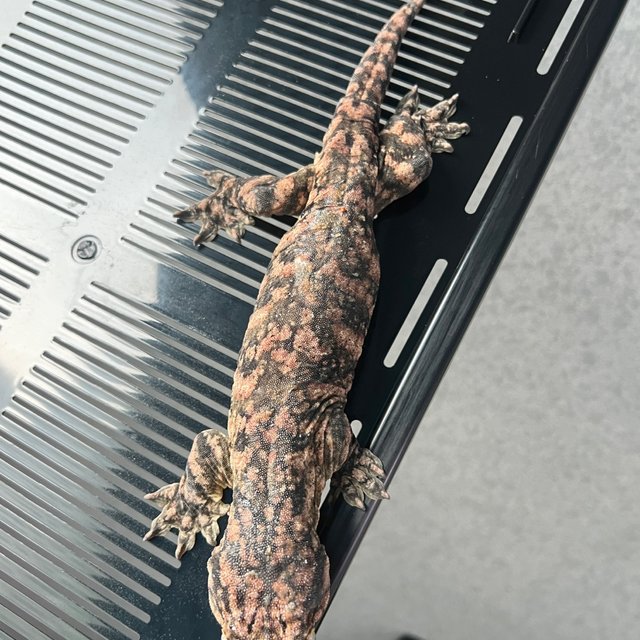 GTX 트루 컬러 하이 컬러