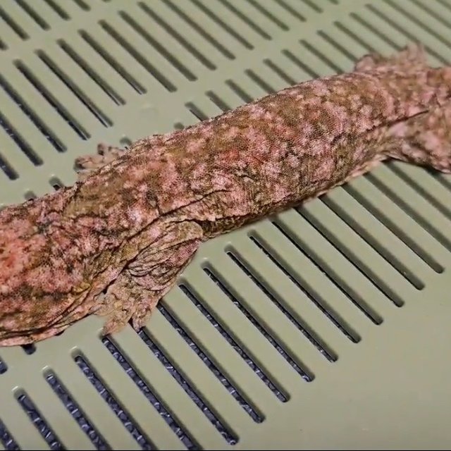 하이 컬러 GTX 트루 컬러