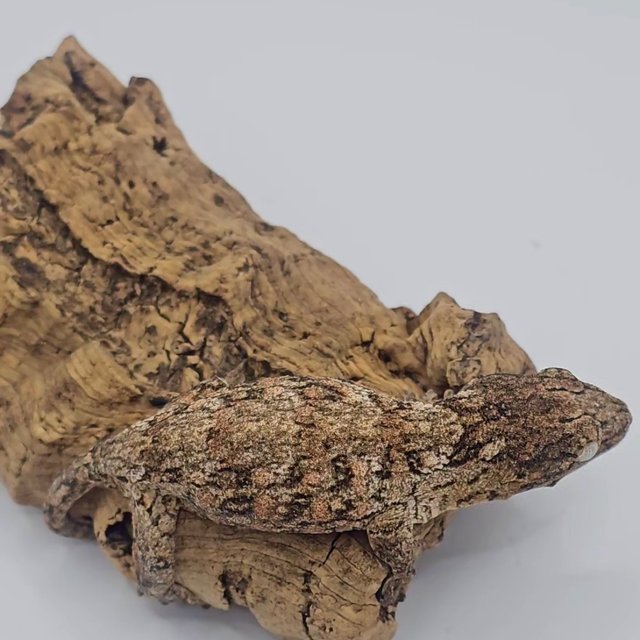 하이 컬러 트루 컬러