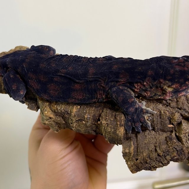 멜라니스틱 하키토 다스몰 GT 레드바