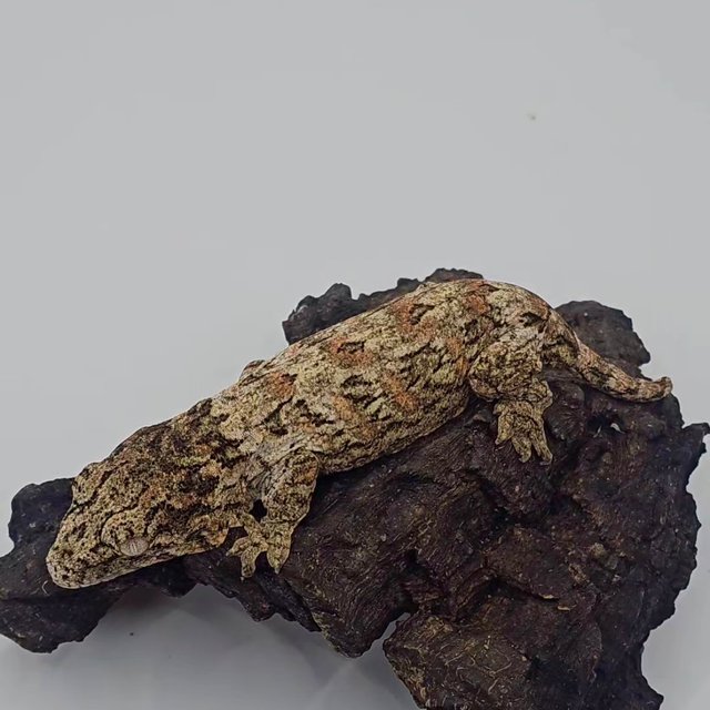 트루 컬러 하이 컬러