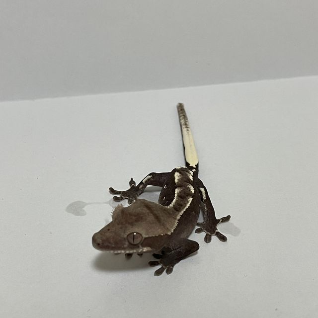 아잔틱