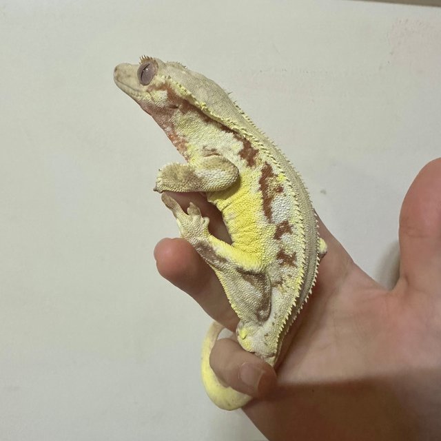 릴리화이트 레드 솔리드백