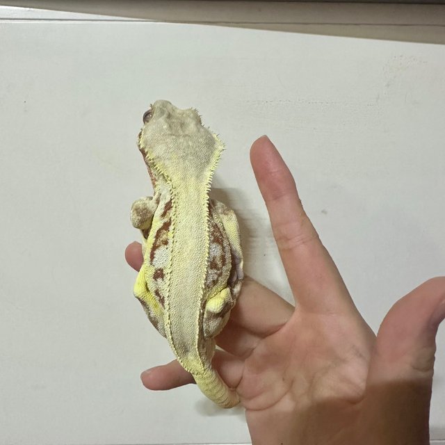 릴리화이트 레드 솔리드백