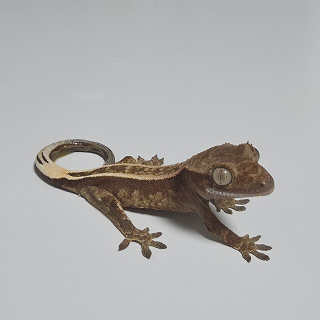 풀핀 익스트림할리퀸 트라이