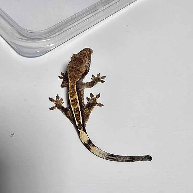 할리퀸 핀스트라이프