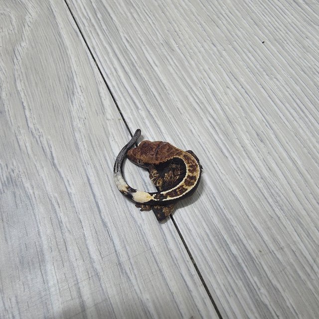 할리퀸 핀스트라이프