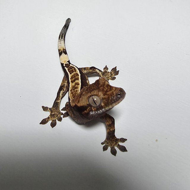 할리퀸 핀스트라이프