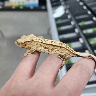 노멀 크림시클 크림