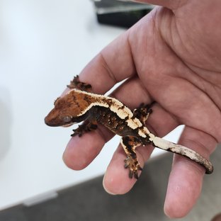 세이블 100%헷아잔틱