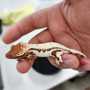 릴리100%헷아잔틱 릴리 세이블 100%헷아잔틱