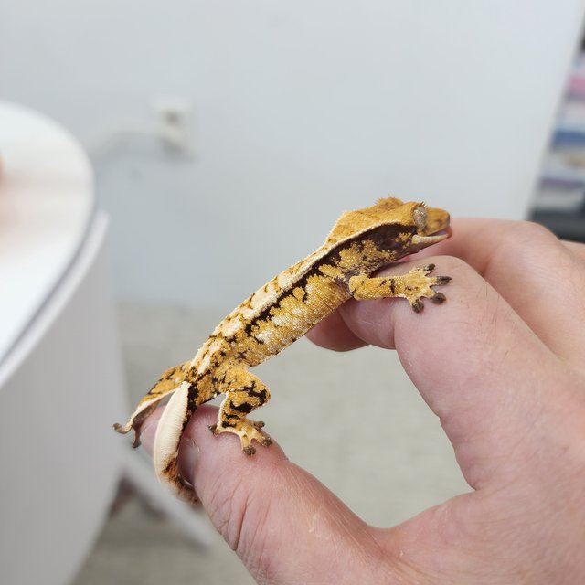 노멀 트라이 화이트스팟 화이트크라운 크림