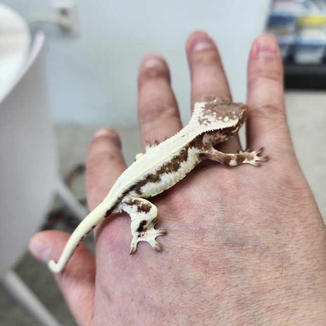 릴리 세이블 레드