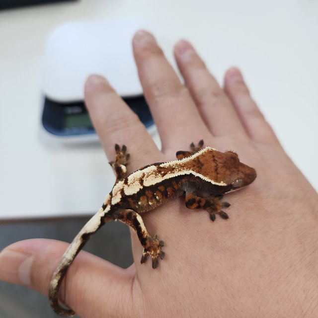 세이블 100%헷아잔틱