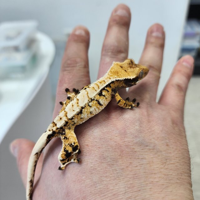 노멀 트라이 익스트림할리퀸 화이트핀 화이트크라운 화이트스팟