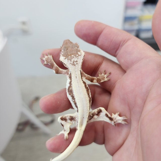 릴리 세이블 레드