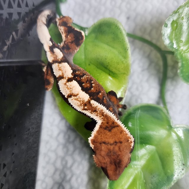 세이블 100%헷아잔틱