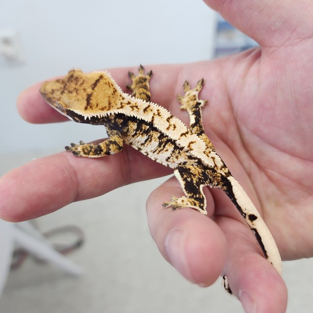 노멀 화이트스팟 화이트크라운 텐저린 트라이