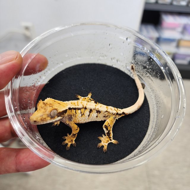 노멀 트라이 익스트림할리퀸 화이트핀 화이트크라운 화이트스팟