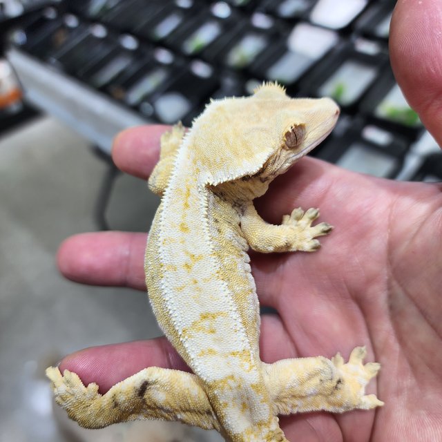 노멀 트라이 익스트림할리퀸 화이트크라운 옐로우 크림