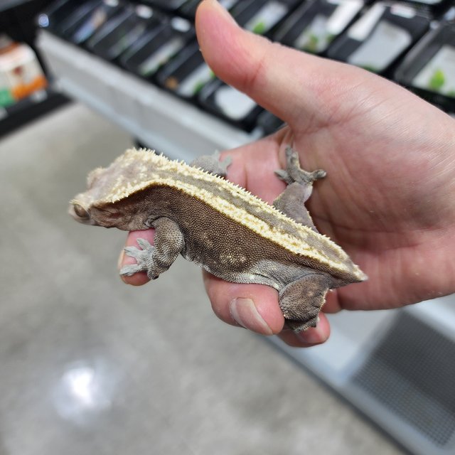 100%헷아잔틱 슈퍼스트라이프 다크