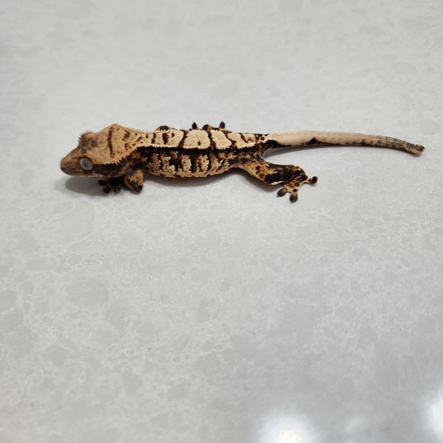 익스트림할리퀸 트라이 할리퀸