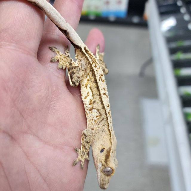 노멀 크림시클 크림