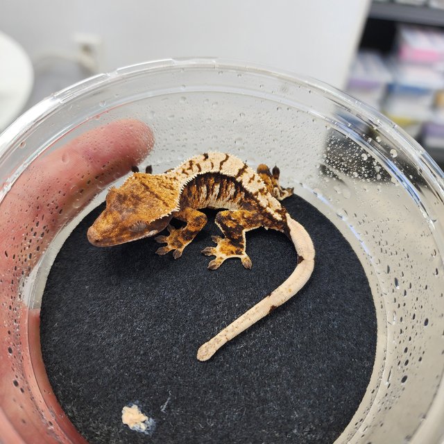 노멀 트라이 익스트림할리퀸 화이트핀 화이트크라운 텐저린