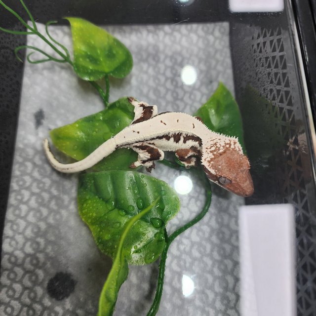 릴리100%헷아잔틱 릴리 세이블 100%헷아잔틱