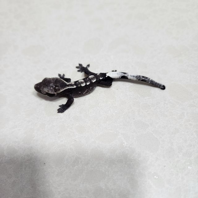 아잔틱