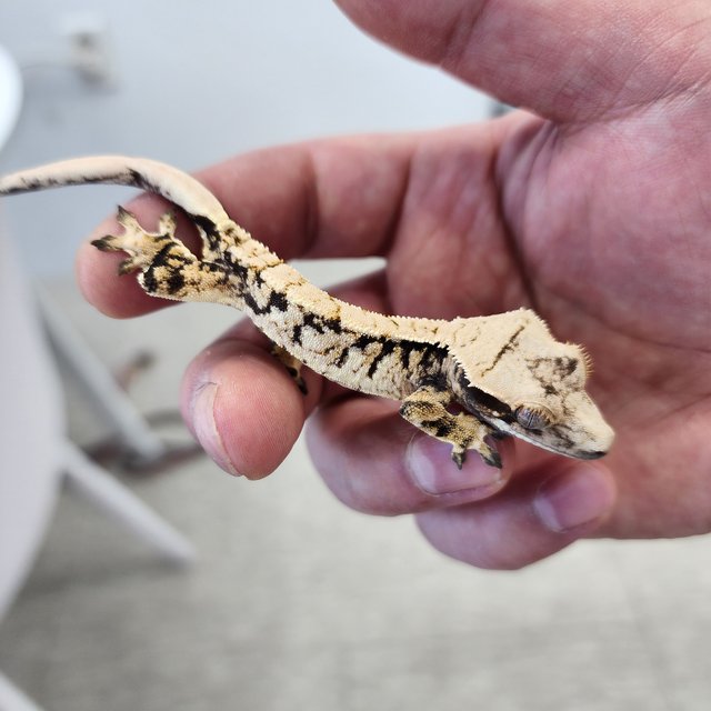 노멀 트라이 익스트림할리퀸