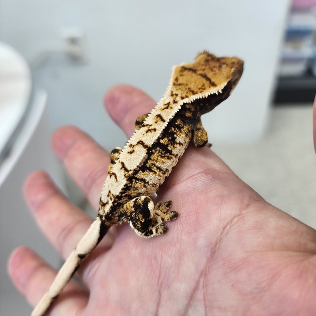 노멀 화이트스팟 화이트크라운 텐저린 트라이