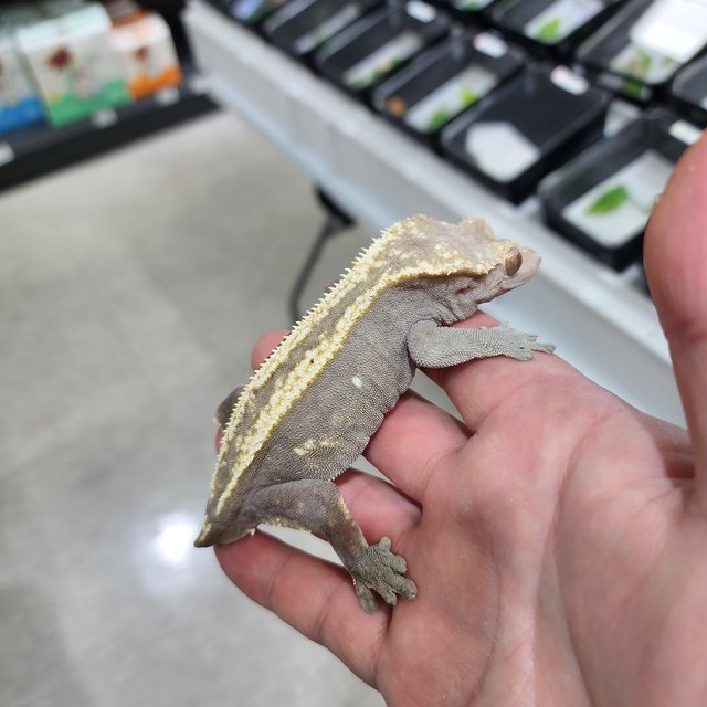 100%헷아잔틱 슈퍼스트라이프 다크