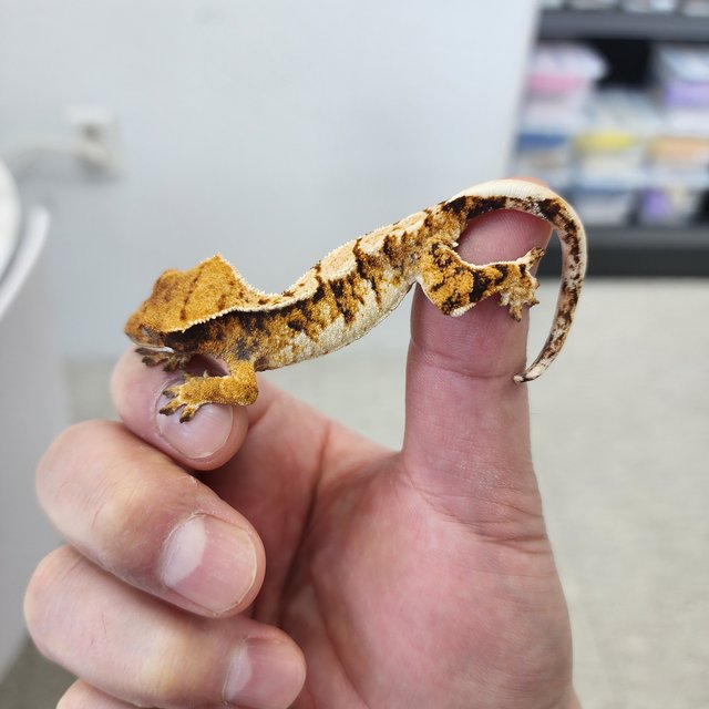 노멀 트라이 텐저린 익스트림할리퀸