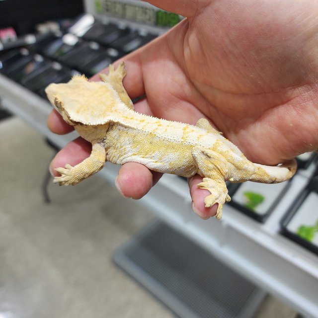 노멀 트라이 익스트림할리퀸 화이트크라운 옐로우 크림