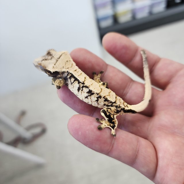 노멀 트라이 익스트림할리퀸