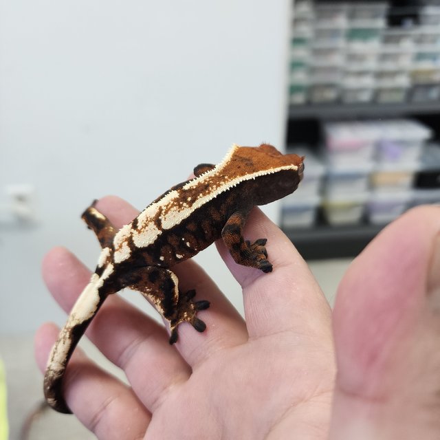 세이블 100%헷아잔틱