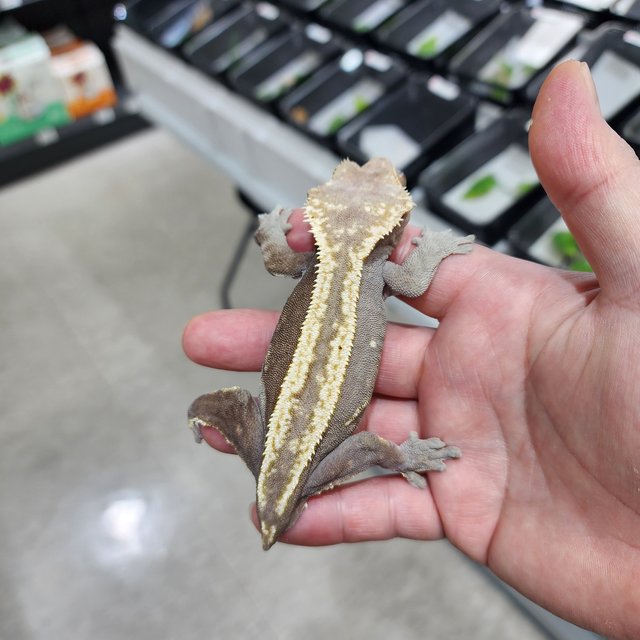 100%헷아잔틱 슈퍼스트라이프 다크