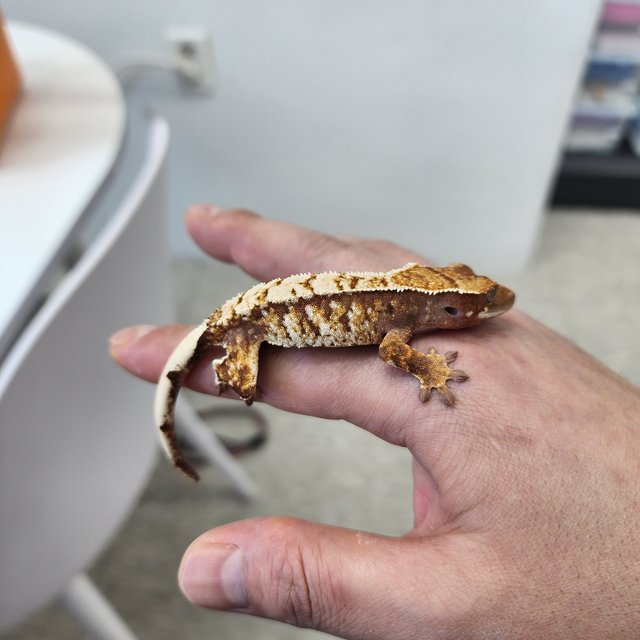 레드 화이트크라운 화이트스팟 노멀