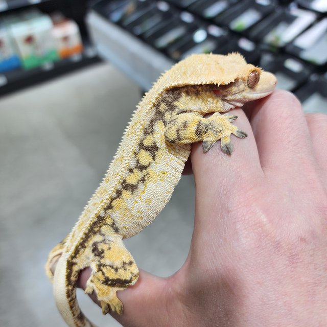 트라이 풀핀 쿼드 화이트스팟 노멀