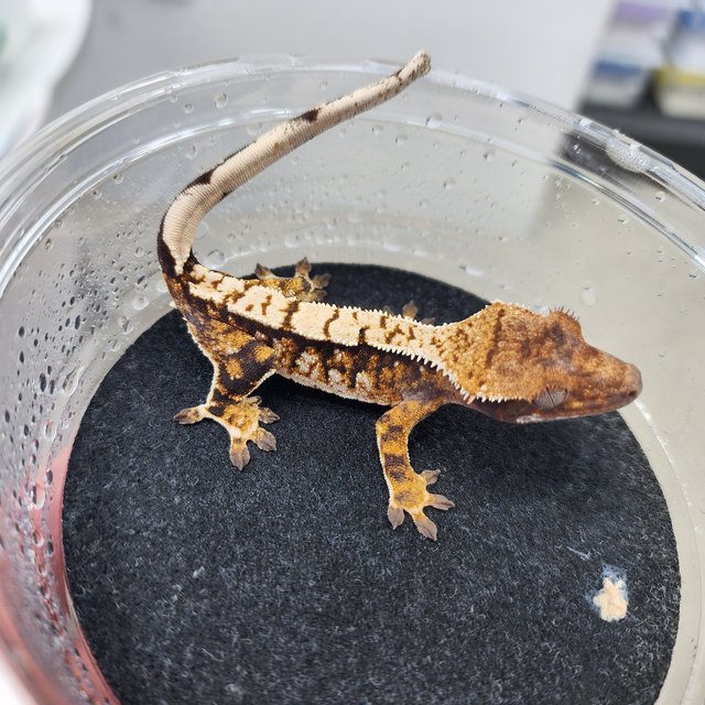 노멀 트라이 익스트림할리퀸 화이트핀 화이트크라운 텐저린