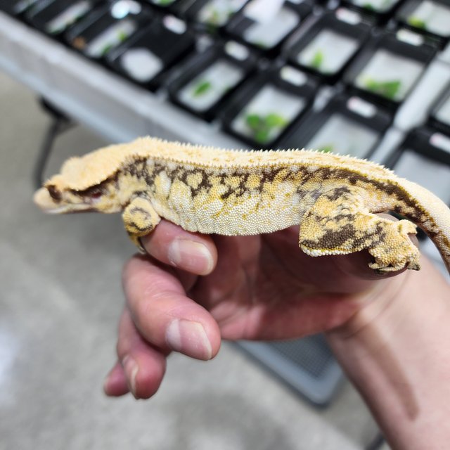 트라이 풀핀 쿼드 화이트스팟 노멀