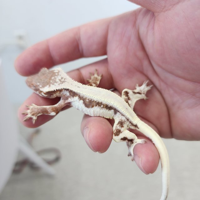 릴리 세이블 레드