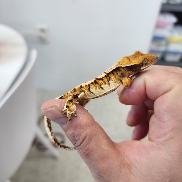 노멀 트라이 텐저린 익스트림할리퀸